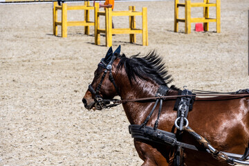 beautiful horse close-up on the field for equestrian events