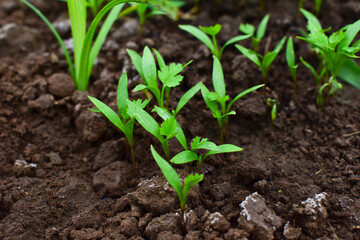 Close up fresh growing green coriander (cilantro) leaves in vegetable plot