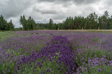 Obraz premium lavender field