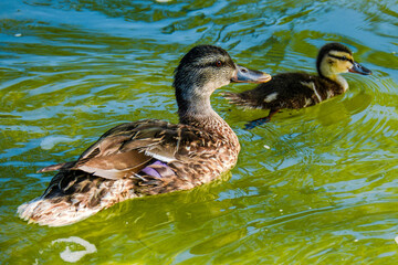wild ducks swimming in the pond