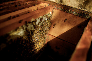 Honey bees fly near a wooden hive. Worker bees. Apiculture