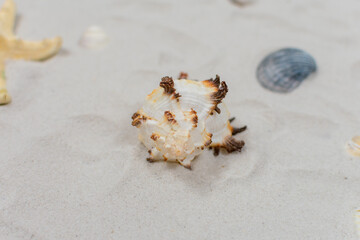 Seashell on the sand close up. Sea concept. Selective focus on seashells.