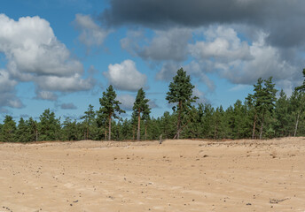 Fototapeta na wymiar moorland in hiiumaa, estonia, europe
