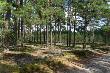 forest view