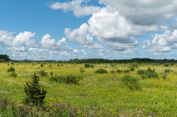 Obraz premium meadow and sky