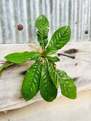 fresh mint on wooden background. Close-up of a Thai herb, scientific name is Elephantopus scaber, has antipyretic and tonic properties.