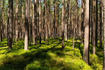 forest in the morning