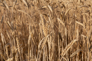 Ripened ears of wheat in the field background image
