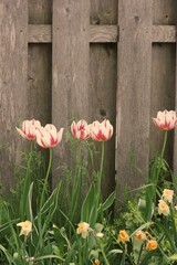 tulips on a fence