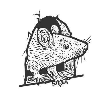 rat mouse peeking out of hole in wall sketch engraving vector illustration. Scratch board imitation. Black and white hand drawn image.