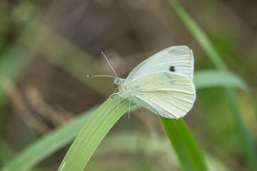 Kohlwei&szlig;ling im Gras