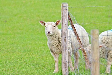 Schaf steht unsicher neben Zaun