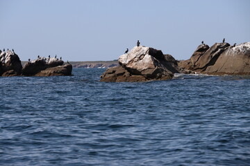 Fototapeta na wymiar Cormorants on the rocks