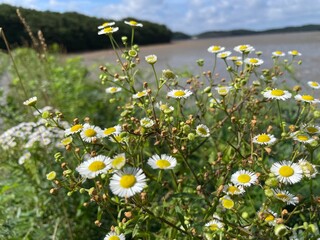 field of daisies
