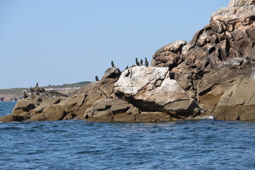Fototapeta na wymiar sea and birds on the rocks