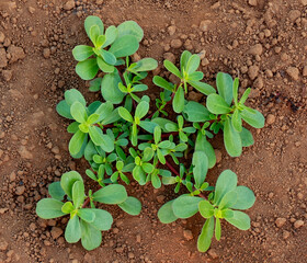Portulaca oleracea, common purslane, little hogweed, pursley,  seedling growing in soil