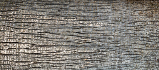Tree bark background. - obrazy, fototapety, plakaty