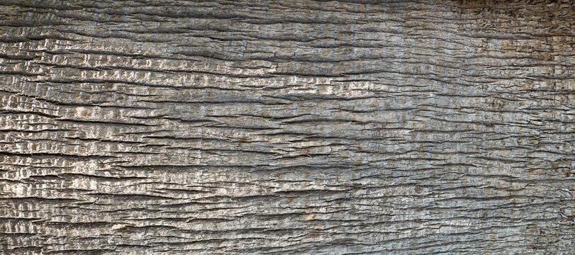 Tree bark background.