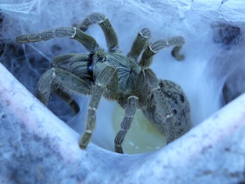 big tarantula with eggs sack