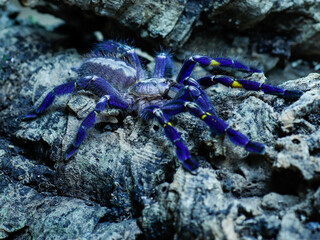 poecilotheria metalica tarantula big spider