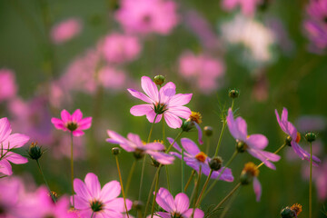 Obraz na płótnie Canvas beautiful pink cosmos flowers in blur background 