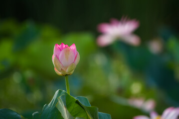 Nymphaeaceae is a family of flowering plants, commonly called water lilies, beautiful flowers in blur background, floral photography with detail 