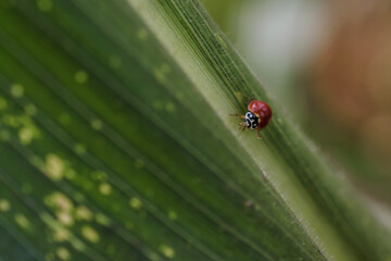 ladybug on a corn leaf, plantation