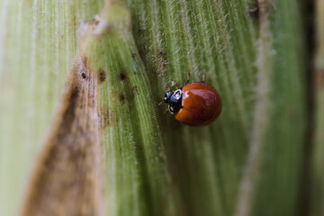 ladybug on a leaf © Alecio