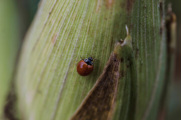 close up of a ladybug on a corn leaf
