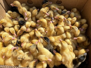 Crowd of newborn ducklings in box, top view