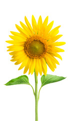 Flower of sunflower isolated on white background. 
