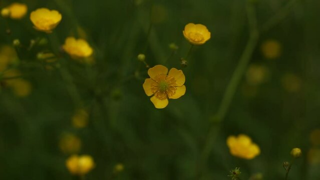 Creeping Buttercup. Yellow buttercup flowers in spring. 