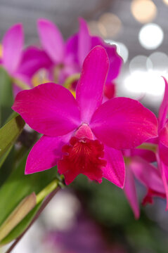 Orchid flower for beauty , Beautiful tropical orchid flowers.
