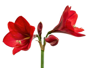 Hippeastrum Hybrid or Amaryllis flowers, Red amaryllis flowers isolated on white background, with...