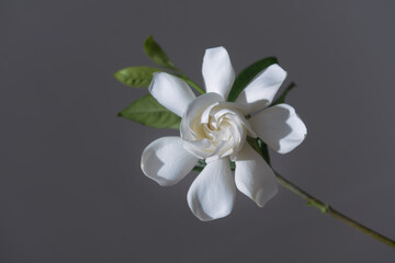 gardenia jasminoides white flower on gray background




