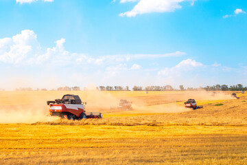 Fototapeta premium Harvesters harvest grain in an agricultural field on a summer day. Wheat in Russia