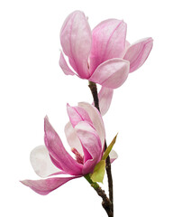 Magnolia liliiflora flower on branch with leaves, Lily magnolia flower isolated on white background...