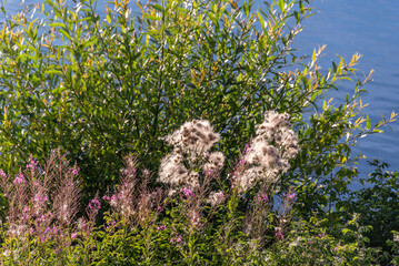 Thistle and willow-herb on the river bank