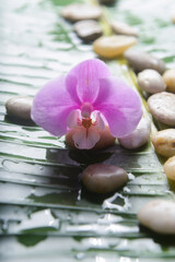 Macro of pink orchid with,stones with big leaves with wet drop background.