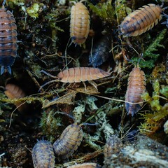 porcellio scaber lava isopod
