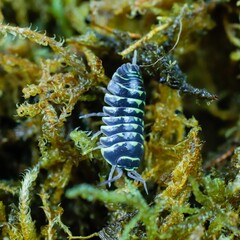 armadillidium maculatum zebra yellow isopod