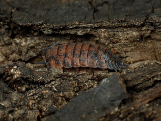 porcellio scaber lava isopod