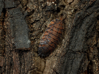 porcellio scaber lava isopod