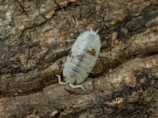 porcellio scaber dalmatian isopod