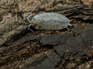 porcellio scaber dalmatian isopod
