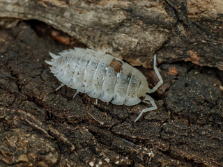 porcellio scaber dalmatian isopod