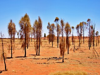 Fototapeta premium Australischer Wald im Outback