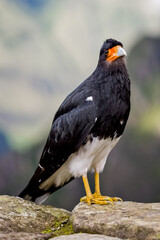 Fototapeta premium Black wild bird in Machu Picchu area Peru .Fauna of Soth America.