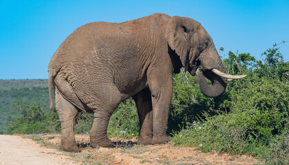 Fototapeta na wymiar Elefant in der Wildnis und Savannenlandschaft von Afrika