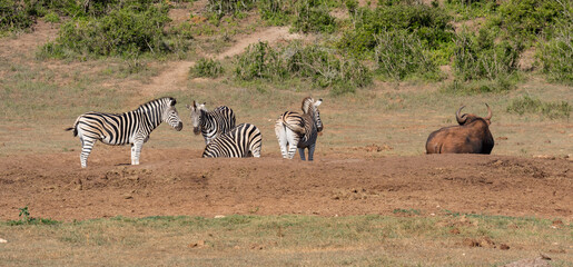 Fototapeta na wymiar Zebras und Kaffernbüffel in der Wildnis und Savannenlandschaft von Afrika